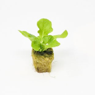 Green Oakleaf - Salanova Seedling
