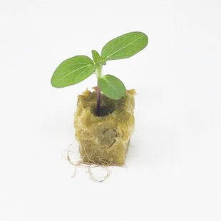Sunflower - Dwarf Firecracker Seedling