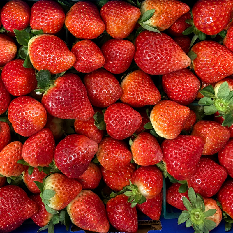 Florida Strawberries