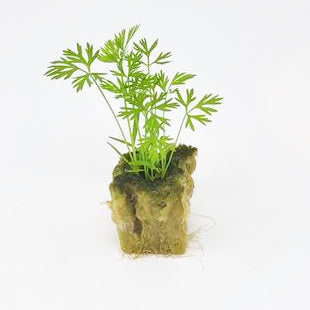 Carrot Microgreen Seedling