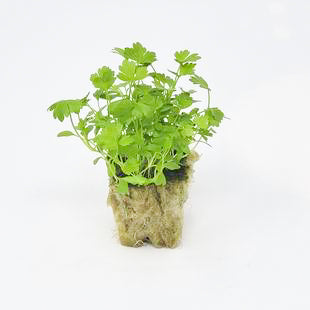 Cutting Celery - Microgreen Seedling
