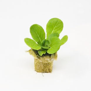 Green Butterhead - Salanova Seedling